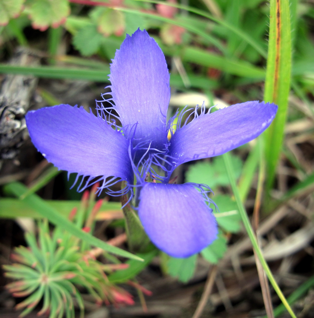 BRAUNHAUSEN Kalkmagerrasen